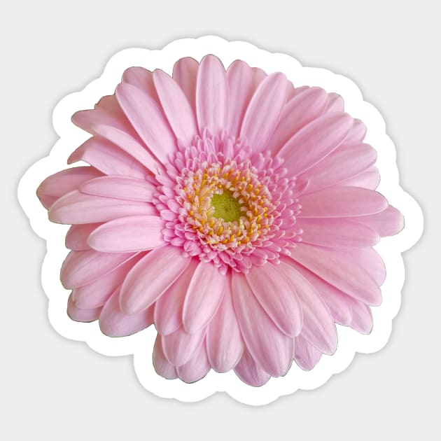 Pink Gerbera for Mom on Mothers Day Sticker by ellenhenryflorals